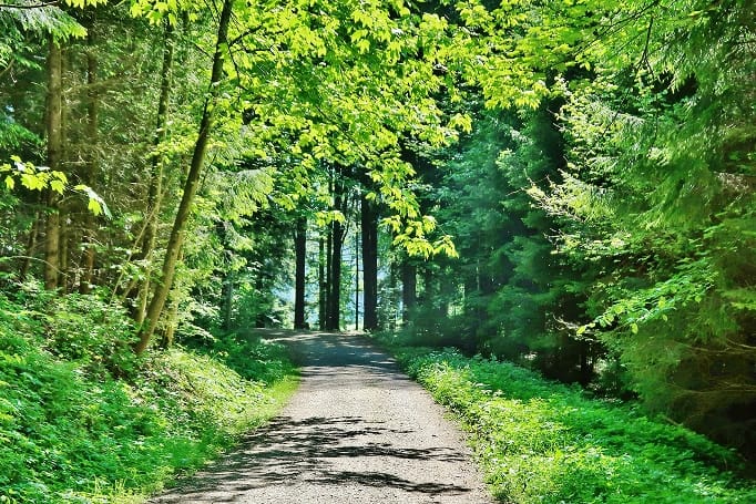 Waldpfad mit leichter Steigung umgeben von Laub- und Nadelbäumen und sonnendurchflutetem Boden